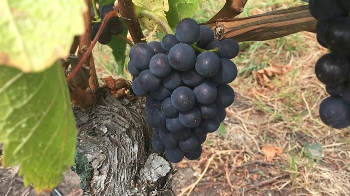 Picture of pinot grapes at Pooleys Vineyard
