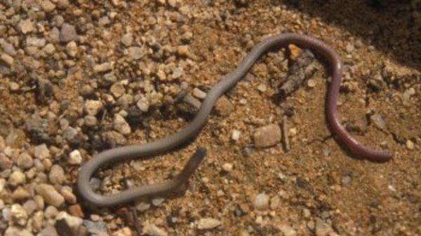 The changes protect the habitat of the endangered pink-tailed worm lizard.