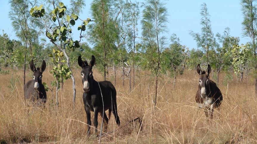Three donkeys standing among sparse trees and tall grass look at the camera