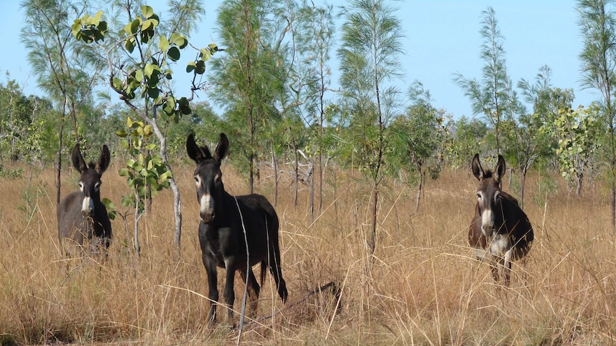 Feral donkeys