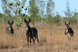 Three donkeys standing among sparse trees and tall grass look at the camera