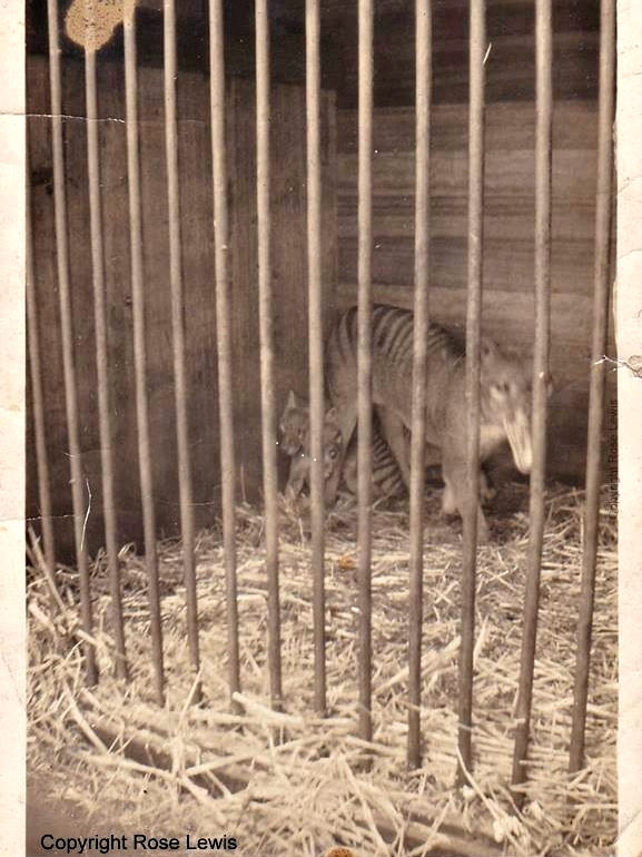 Sepia coloured photo of a mother thylacine protecting her pups