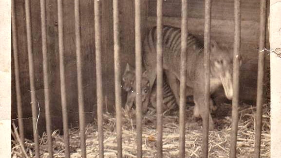 Sepia coloured photo of a mother thylacine protecting her pups