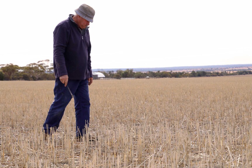 Max Lancaster walks in a dry paddock on his farm near Beacon.