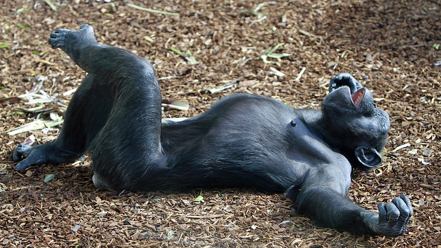 A chimpanzee stretches out in his newly renovated enclosure at Taronga Zoo.
