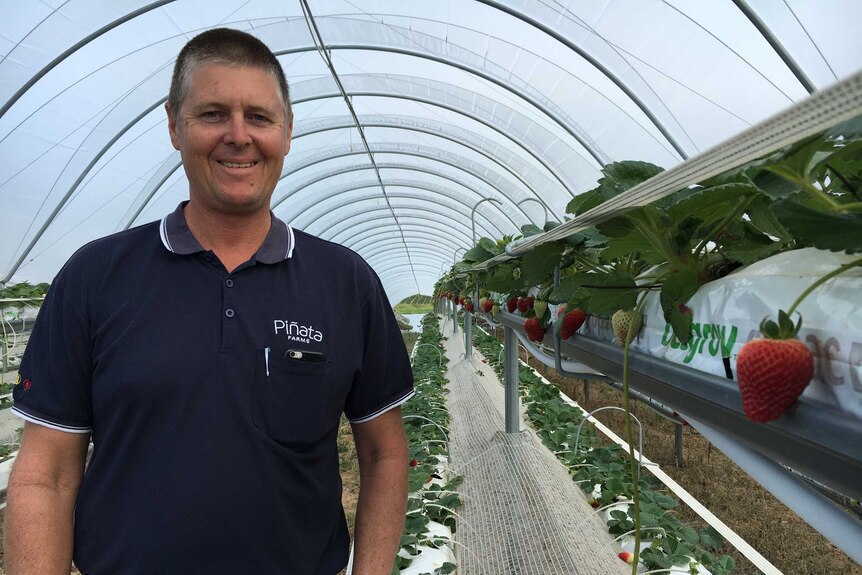 A man stands next to strawberries growing in gutters above the ground.