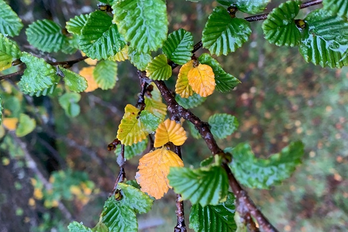 Fagus leaves starting to turn