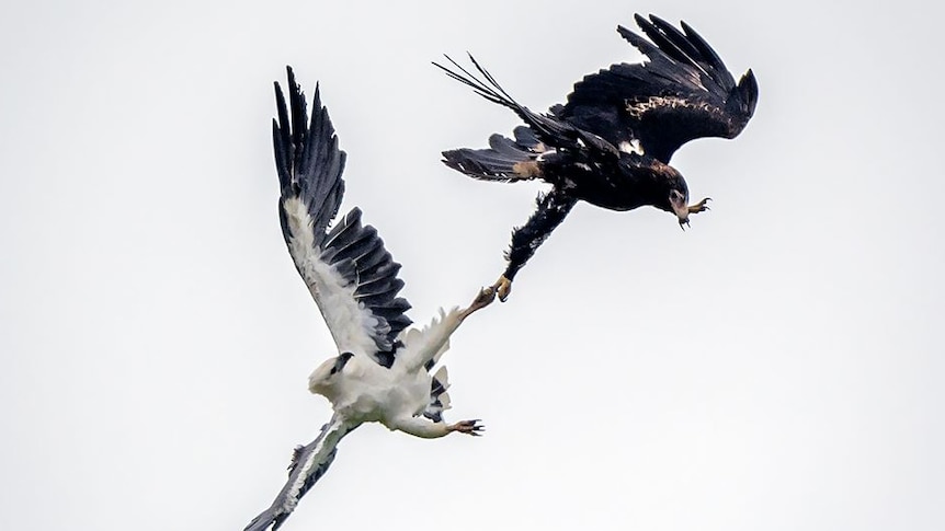 A wedge-tailed eagle and white-bellied sea eagle lock claws, Tasmania, 2020.