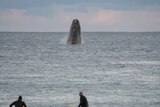 Two surfers sit on their boards watching a whale leap out of the water