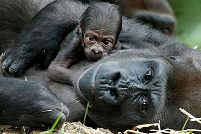 Photograph of baby gorilla, Kimye, lying on its mother's chest.