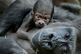 Photograph of baby gorilla, Kimye, lying on its mother's chest.