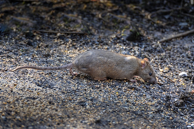 A brown rat feeds on bird seed
