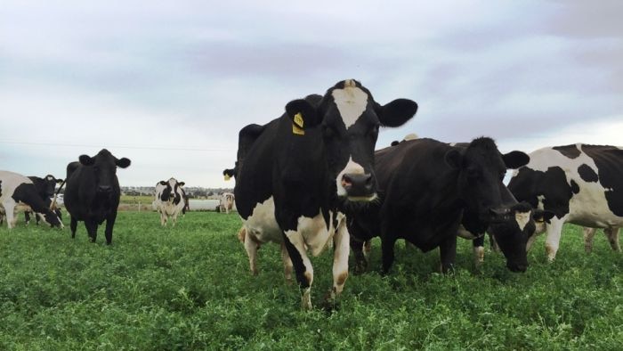 Black and white dairy cows in a green paddock looking into the camera