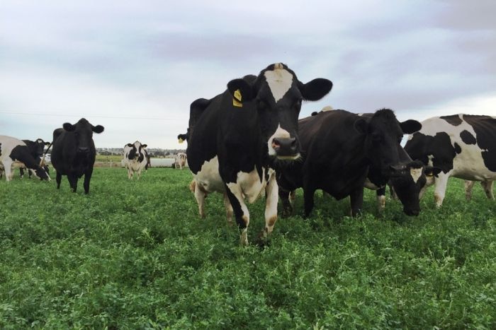 Black and white dairy cows in a green paddock looking into the camera