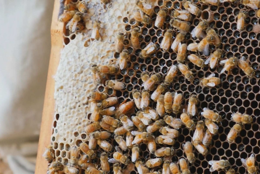 Researchers say many Australian honey varieties are just as good as the rival Manuka product in New Zealand.