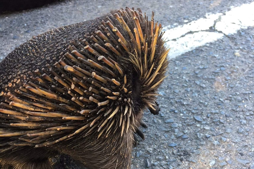 Echinda with burnt spines after surviving fire