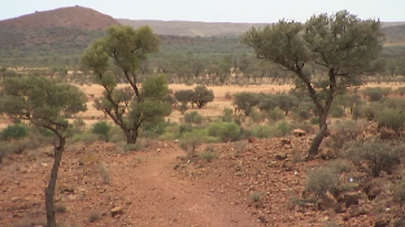 Photo of rocky scrub plains, at a date farm near Alice Springs.