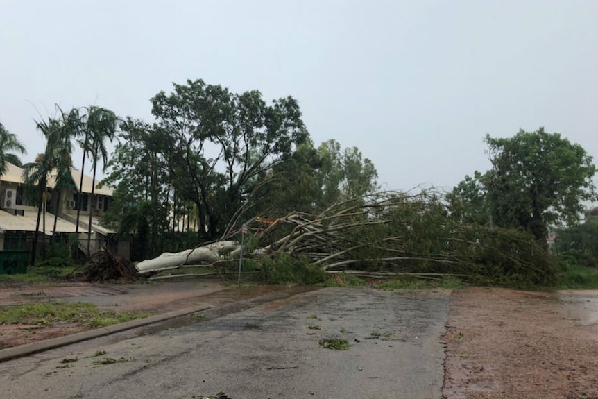 A fallen tree lying on the ground to the right of a two-storey house.