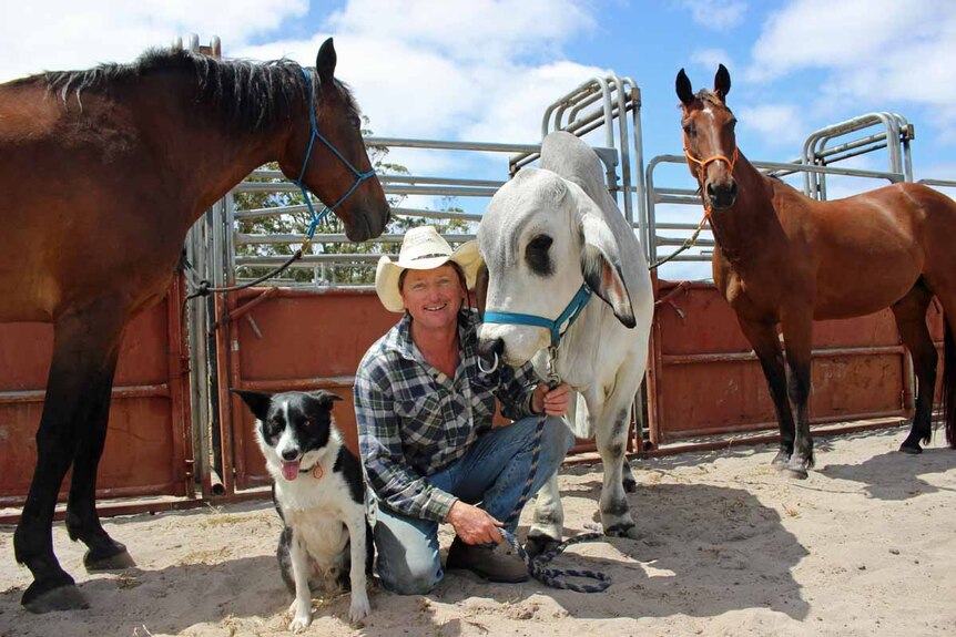 Two brown horses, a Border Collie dog and a white bull pose with a man in jeans, checked shirt and cowboy hat.