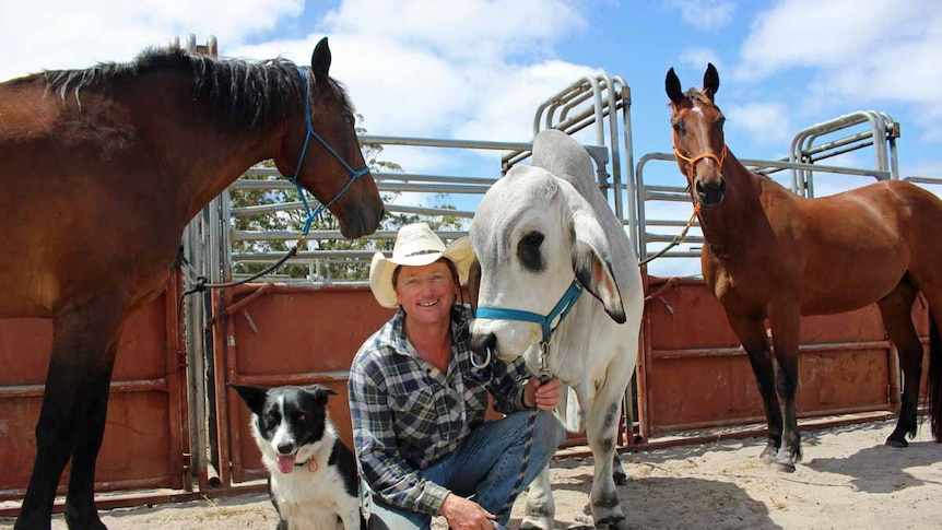 Two brown horses, a Border Collie dog and a white bull pose with a man in jeans, checked shirt and cowboy hat.