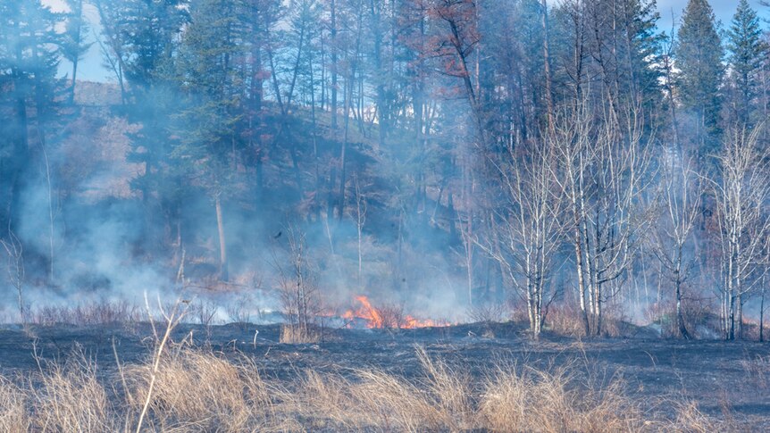 Small fire in partially burned pine forest