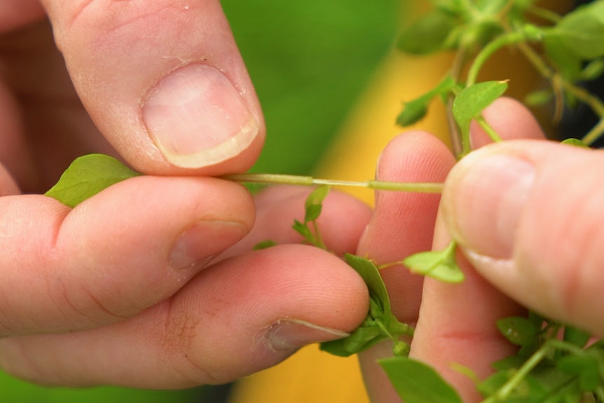 A woman breaks the stem of a chickweed plant.
