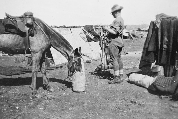 A black and white photo of a horse eating out of a bucket while a soldier holds a harness