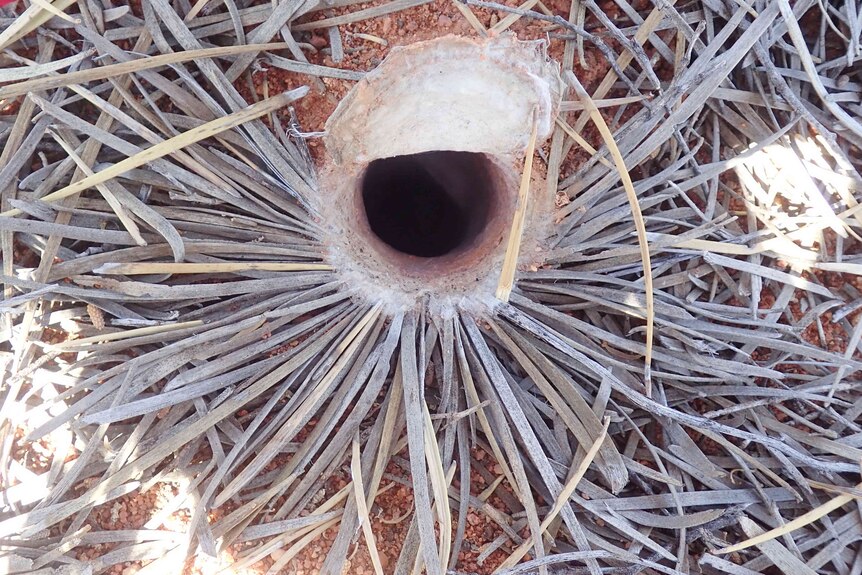 Entrance of a spider's burrow with silk trapdoor and leaves arranged around it. 