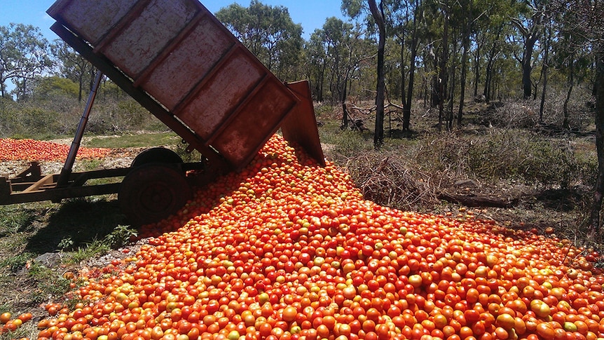 A truck dumps a load of tomatoes.