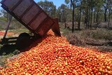 A truck dumps a load of tomatoes.