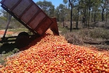 A truck dumps a load of tomatoes