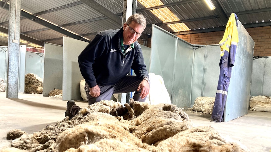 Man kneels with massive fleece laid out before him