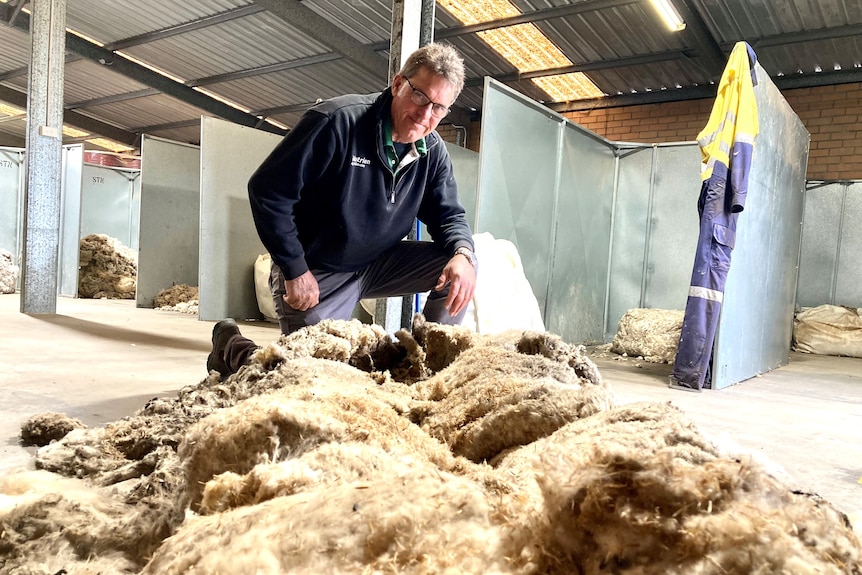 Man kneels with massive fleece laid out before him