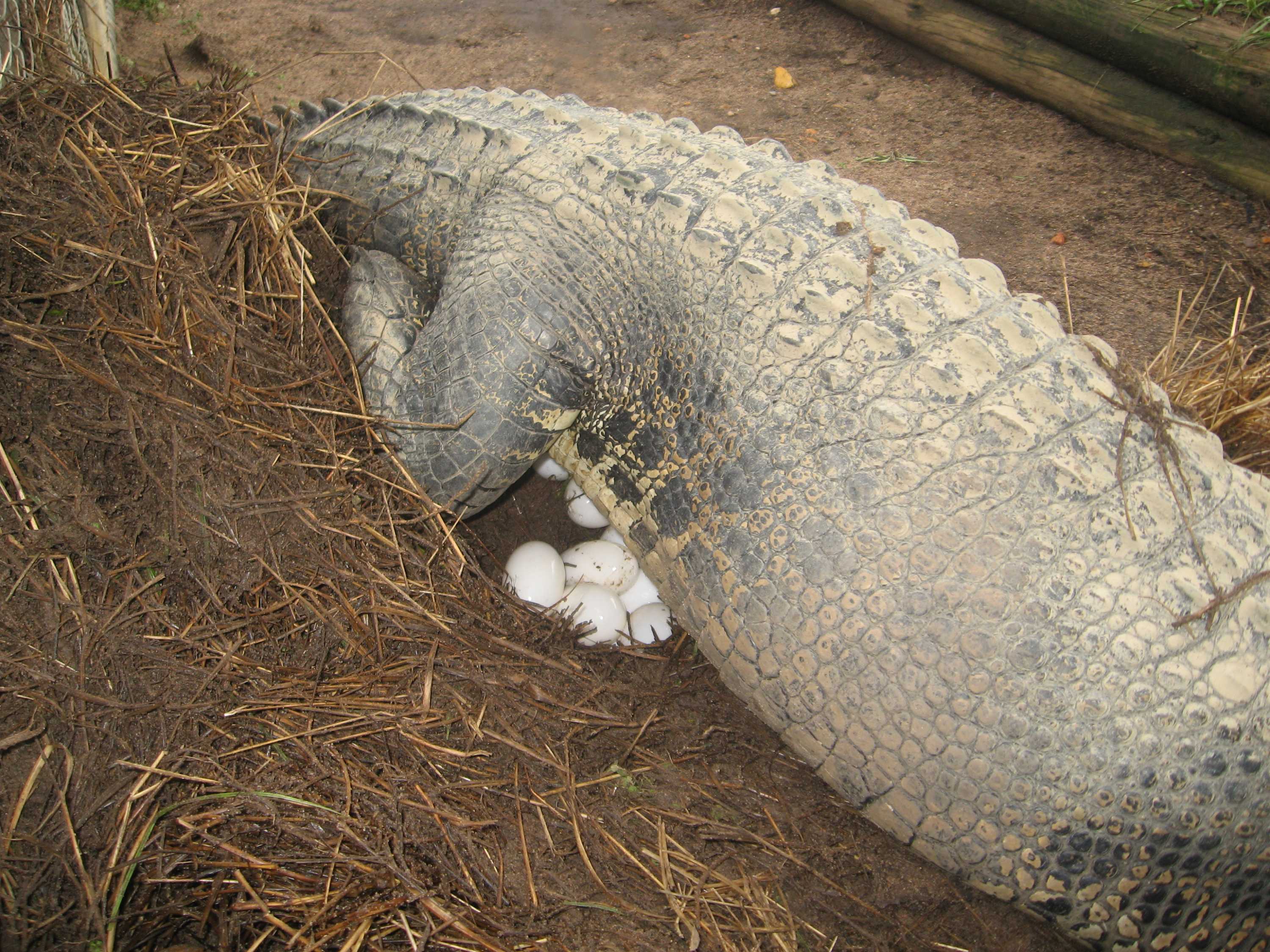 Hay drop for pregnant crocodiles as Top End wet season approaches - ABC News