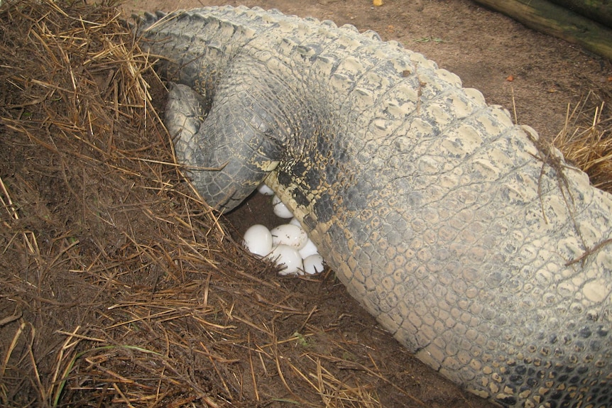 Saltwater croc laying eggs