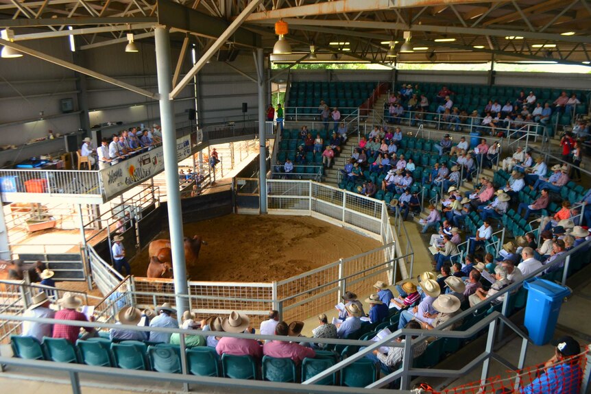 Cattle buyers sitting in a circular grandstand around a pen holding a bull.