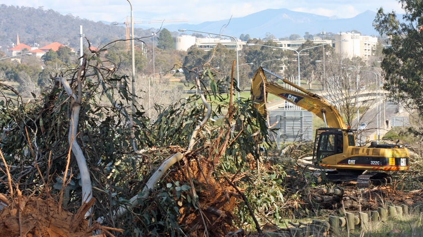 Trees being removed on Kings Avenue to make way for an extension of the bridge