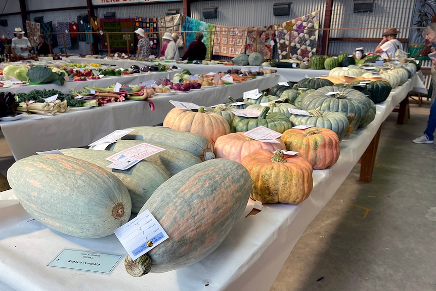 A table of pumpkins with award certificates pinned to them. Tapestries and other vegetables in background.