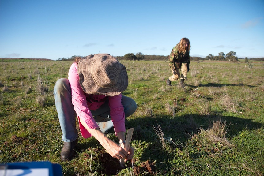 Two people planting trees in a green field.