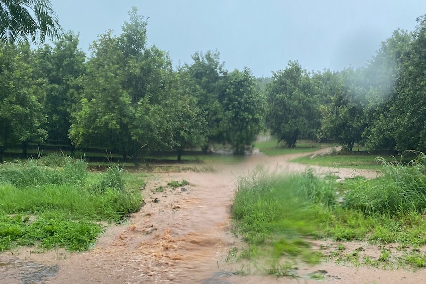 Flood water rushes through macadamia trees