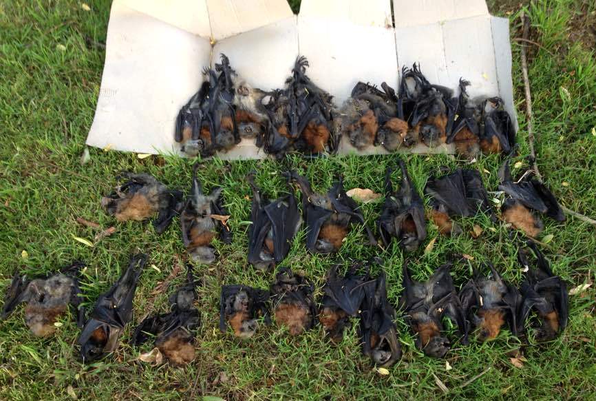 Baby bat deaths due to loss of habitat and food shortage says expert ...