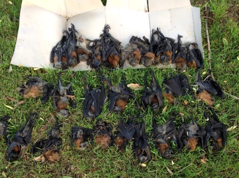 Dead baby flying foxes