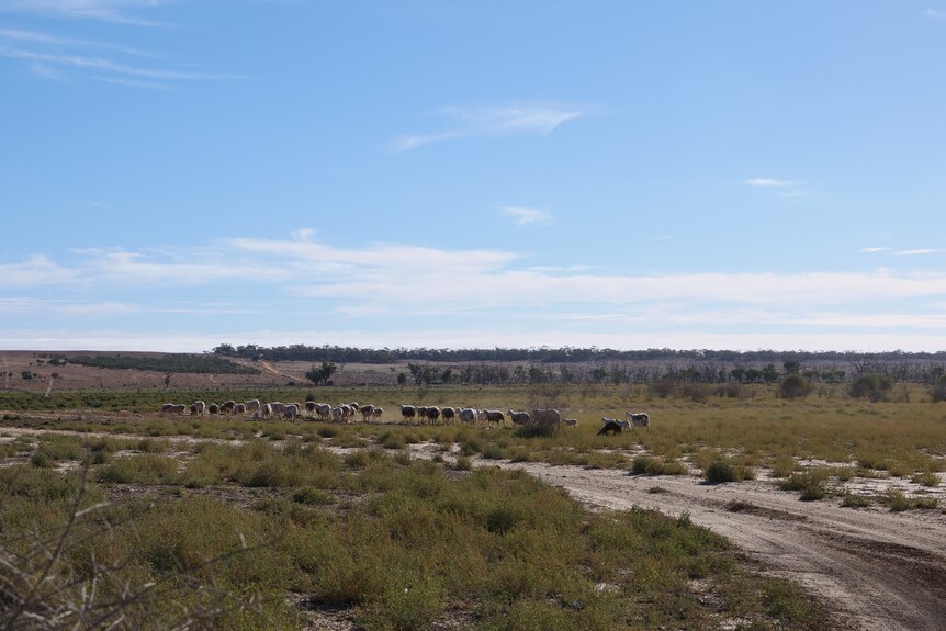 Sheep in a paddock beneath a bright blue sky. The ground is dry.