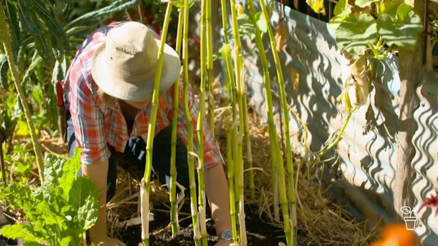 Lady in hat crouching down at corn stalks gathered at top in teepee shape