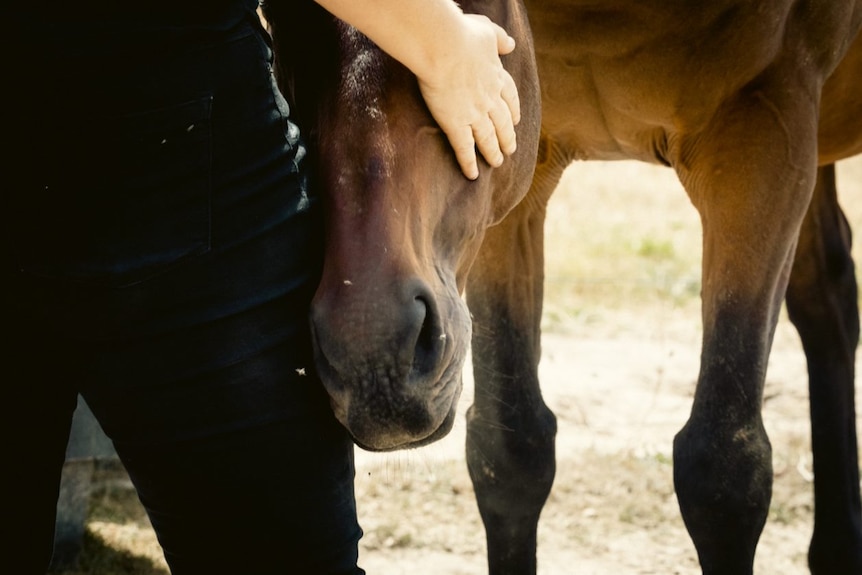 A woman's hand touches a horse's face.