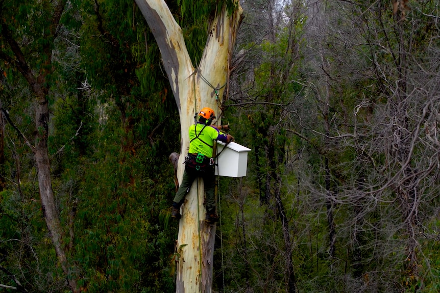 Un homme portant un harnais et une corde installe un nichoir en hauteur dans un arbre d'eucalyptus dans une forêt.