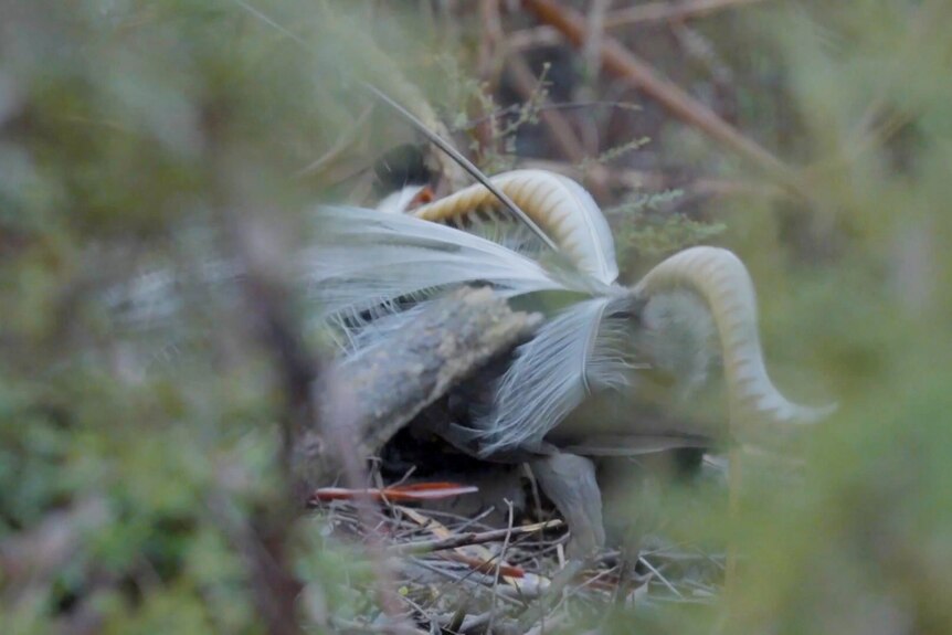 A lyrebird's feathers can be seen in the undergrowth of Sherbrooke Forest.