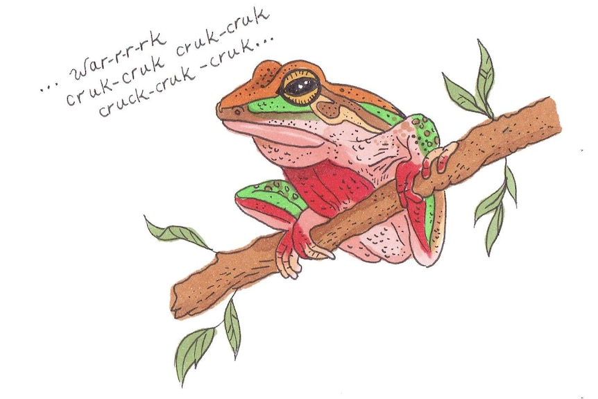 A brightly coloured frog perched on a tree branch, calling: "War-r-r-rk cruk-cruk cruk-cruk cruk-cruk cruk".