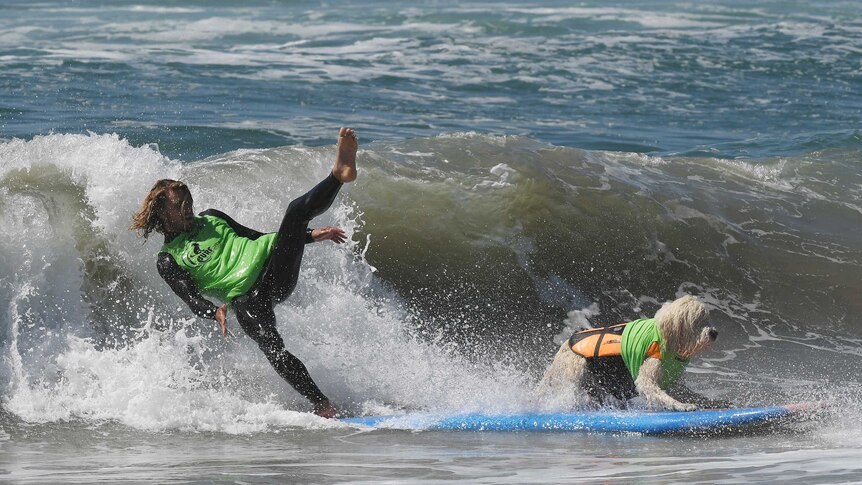 Surf dog Kona Kai and owner Shaun Lucado compete in the tandem event