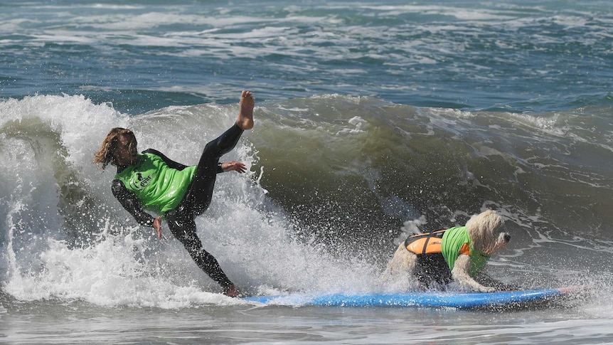 Surf dog Kona Kai and owner Shaun Lucado compete in the tandem event